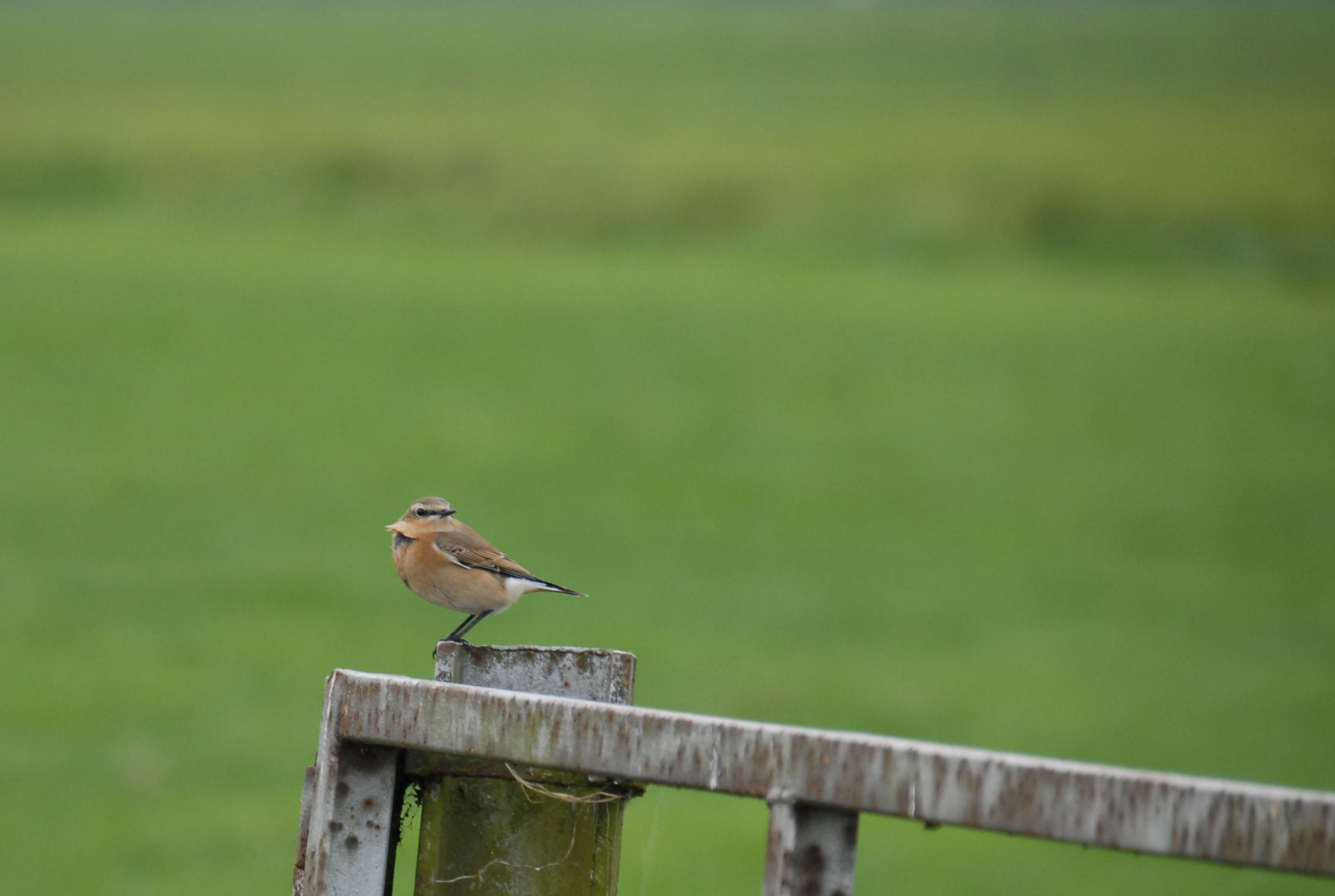 Welk vogeltje is dit?